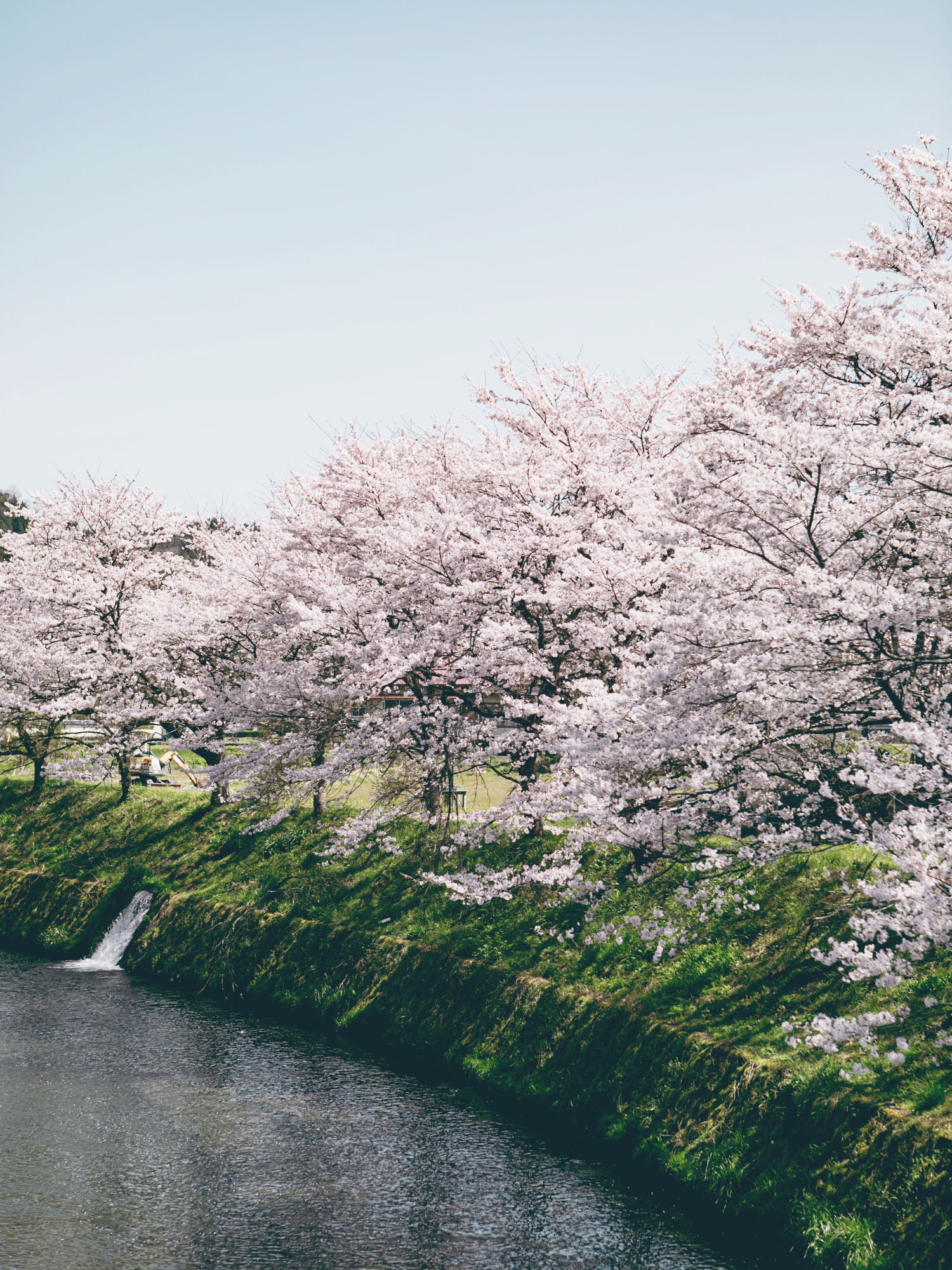 日高町の桜