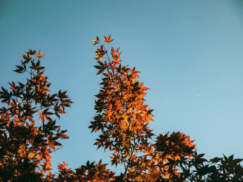 豊岡の紅葉