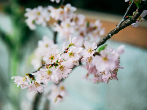 桜