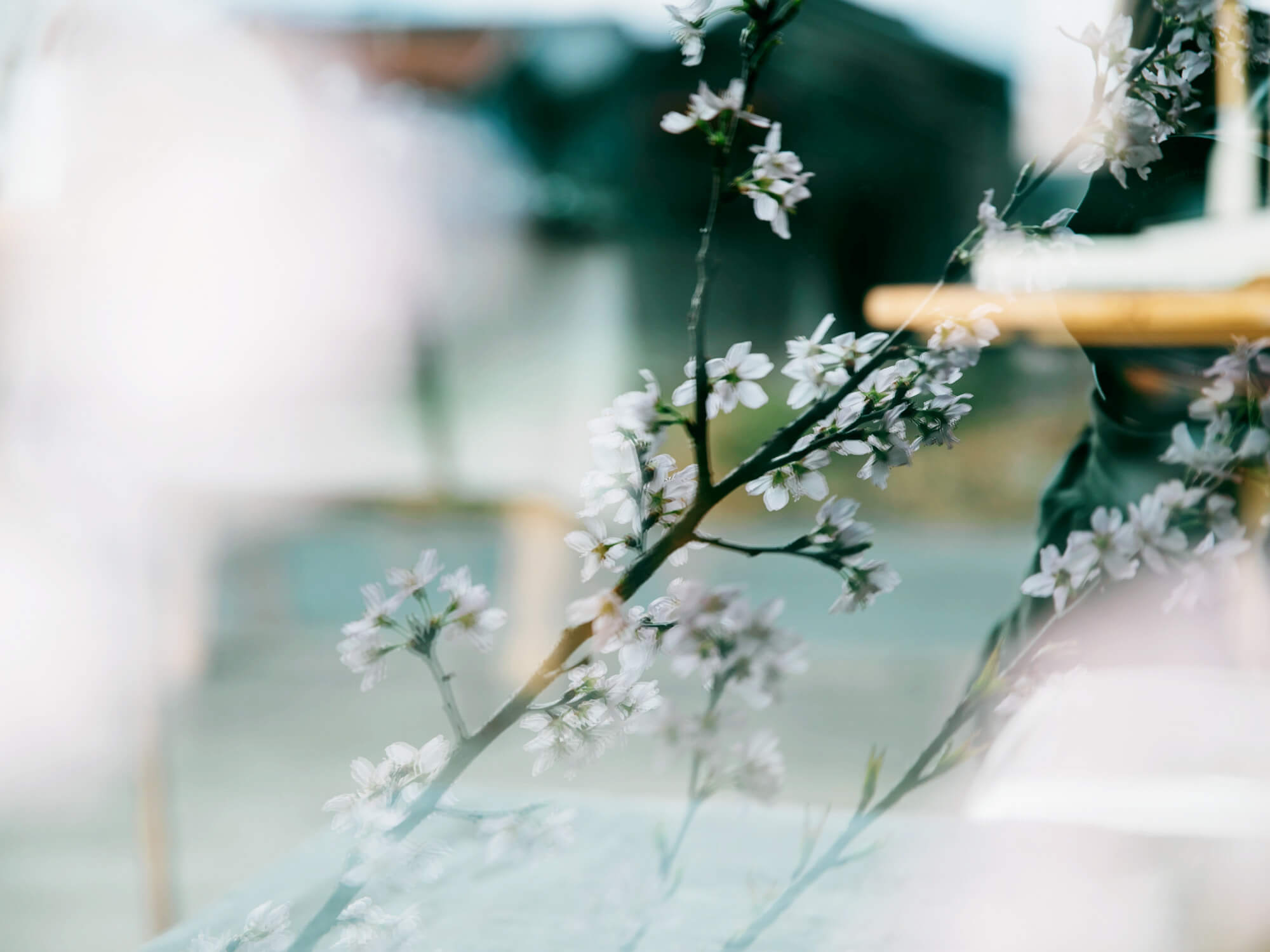 桜