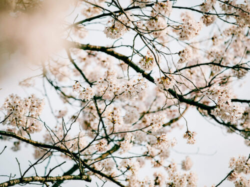 豊岡の桜