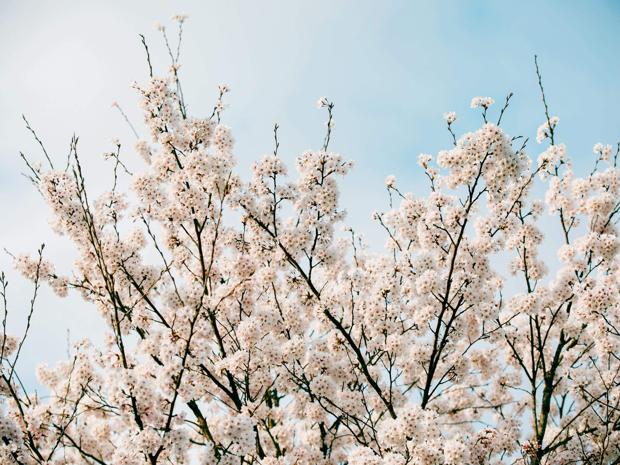 豊岡の桜