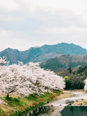 豊岡の桜