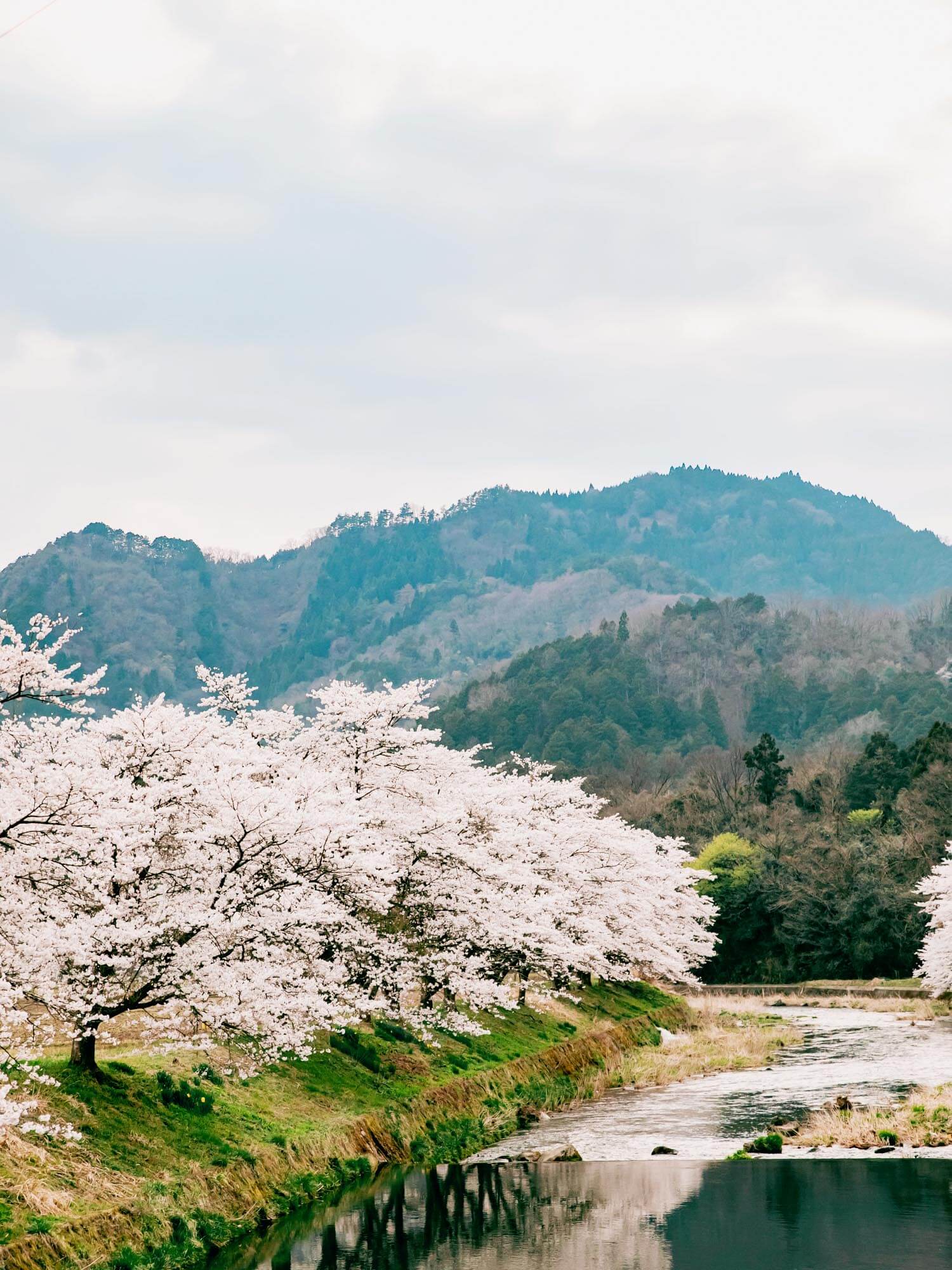 豊岡の桜