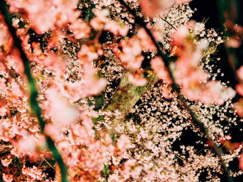 豊岡の桜