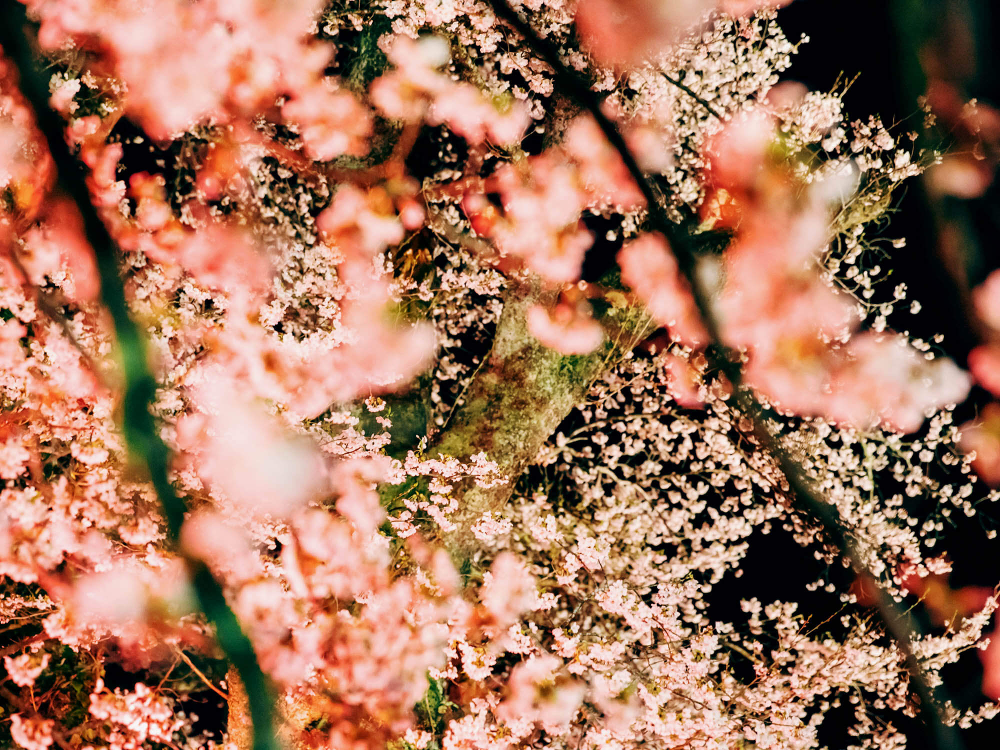 豊岡の桜