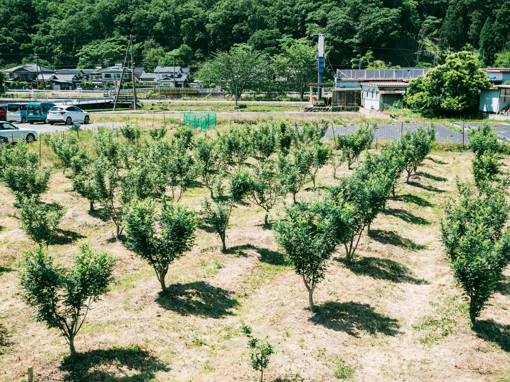 山椒／但馬醸造