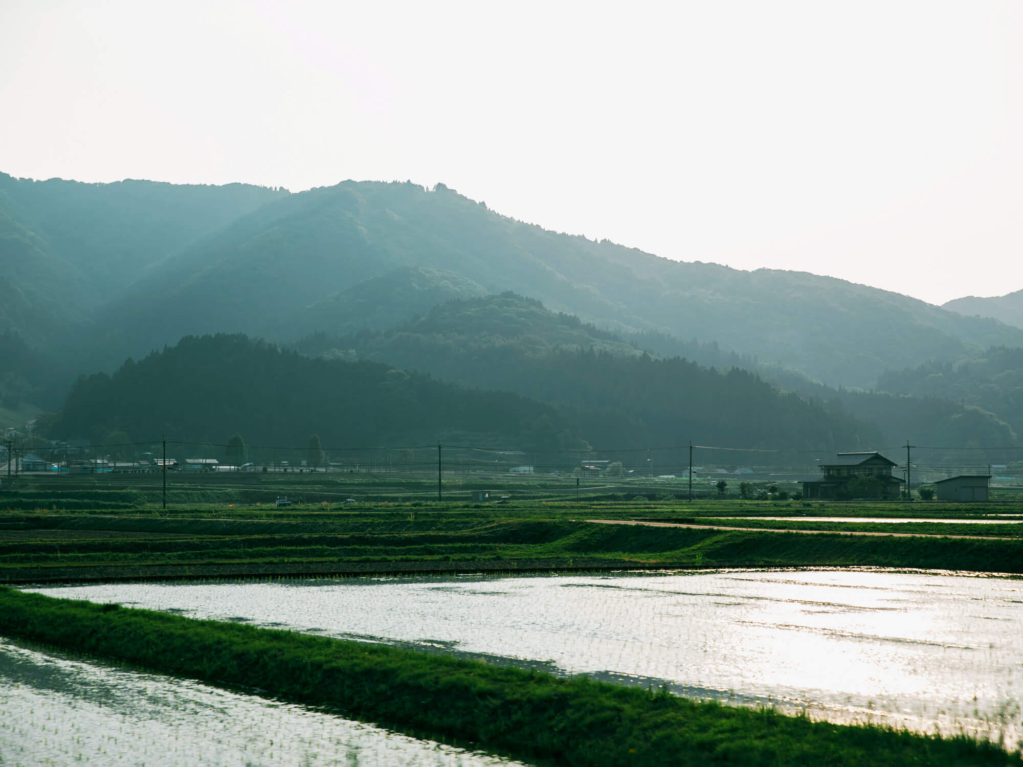 豊岡の田んぼ